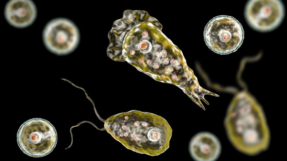 Naegleria fowleri 